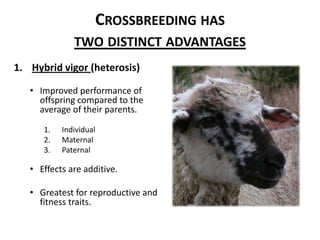 Crossbreeding has two distinct advantagesHybrid vigor (heterosis)Improved performance of offspring compared to the average of their parents.IndividualMaternalPaternalEffects are additive.