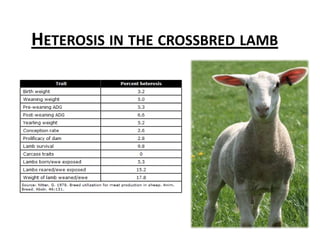 Greatest for reproductive and fitness traits.Heterosis in the crossbred lamb