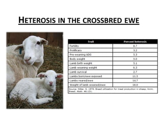 Heterosis in the crossbred ewe