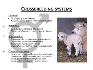 Sheep Crossbreeding programsShould be a planned program to produce desired types of animals or fleeces.Should optimize performance of flock.Should use breeds in appropriate roles.Does not imply indiscriminate mixing of breeds or types.Crossbreeding systemsTerminalAll offspring are marketed.Katahdin ewe x Suffolk ram = market lambsRotationalDual-purpose rams are alternatedDorset x Columbia  = ewes + market lambsRoto-terminalRotational  (to produce ewe replacements); terminal to produce market lambs.1) Dorset x Ramboullet = ewes2) D x R ewes x Suffolk ram = market lambsComposite-terminalNew breed is formed (composite) and mated to terminal ram for market lamb production.Polypay  x Polypay = composite ewesComposite x Texel ram = market lambsSelectionSelect for one traitCan lead to problemsSelect for multiple traitsProgress will be slower for individual traits, but it results in more balanced selection (and sheep). Minimum standardsWeaning wt ratio above 100%Twin or betterDewormed once as lambSelection indexLbs. of lamb weanedLbs. lamb + 3x lbs. woolPedigree (family selection)