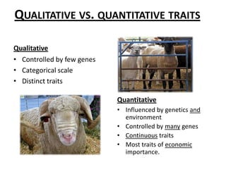 Selection:  HeritabilityPhenotypic variation due to genetic differences.Relationship between phenotype and genotype.Percent of phenotypic variation that is transferred to the next generation.Degree to which offspring resemble parentsSire and offspring