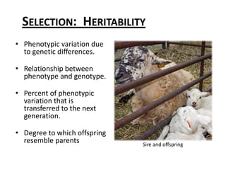 Selection:   heritablityIndividual ewes and rams pass on traits to their offspring based on the heritability of those traits.Traits which respond well to crossbreeding (hybrid vigor) do not respond as well to selection and vice versa.Heritability is higher for wool traits, growth, and carcass traits, and lower for reproductive and fitness traits.Faster progress can be made for traits with high heritability, though lowly heritable traits should not be ignored, as they still have a genetic component.