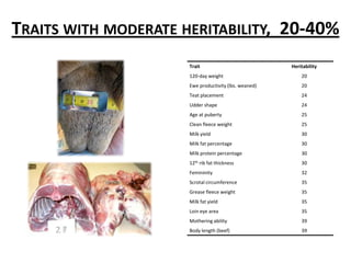 Traits with high heritability,  > 40 %