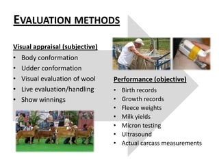 On-farm performance testingWeaning weightsAgeSexType of birth and rearingAge of dam.Post-weaning ADGParasite resistance (fecal egg counts)Parasite resistance (FAMACHA© scores and Tx)Carcass characteristicsFleece characteristics