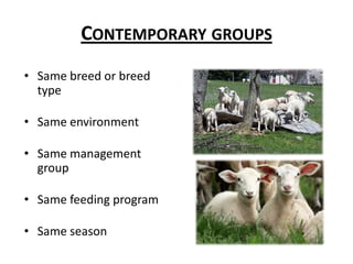 EPDs Expected Progeny DifferencesNational Sheep Improvement Association (NSIP) - www.nsip.orgSubmit data through breed associationsBreed association determines which traits are importantNot all breeds participate (minor breeds)Across-breed performance evaluation