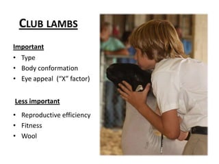 Club lambsImportantTypeBody conformationEye appeal  (“X” factor)Less importantReproductive efficiencyFitnessWool
