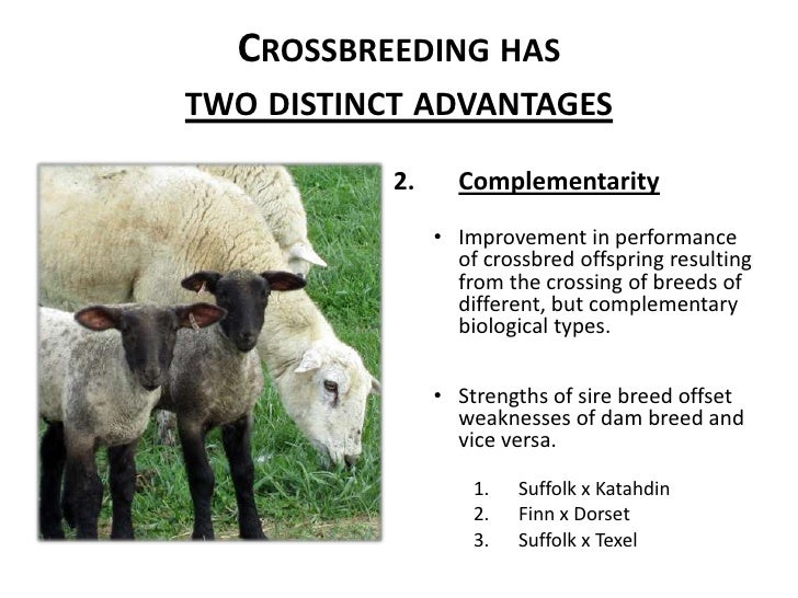 Breeding better sheep