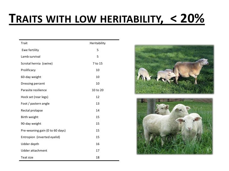 Breeding better sheep