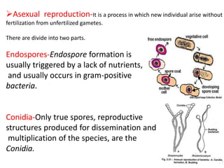 Asexual reproduction-It is a process in which new individual arise without
fertilization from unfertilized gametes.
There are divide into two parts.
Endospores-Endospore formation is
usually triggered by a lack of nutrients,
and usually occurs in gram-positive
bacteria.
Conidia-Only true spores, reproductive
structures produced for dissemination and
multiplication of the species, are the
Conidia.
 