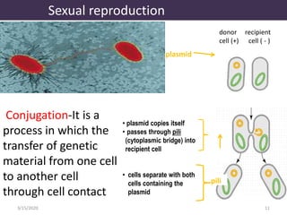 Conjugation-It is a
process in which the
transfer of genetic
material from one cell
to another cell
through cell contact
3/15/2020 11
• plasmid copies itself
• passes through pili
(cytoplasmic bridge) into
recipient cell
• cells separate with both
cells containing the
plasmid
plasmid
donor recipient
cell (+) cell ( - )
pili
Sexual reproduction
 