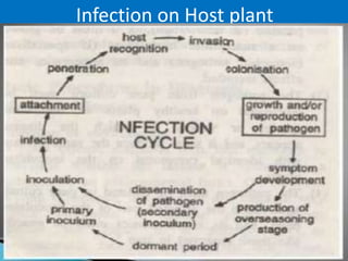Infection on Host plant
 