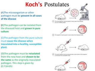 Koch's
(A)The microorganism or other
pathogen must be present in all cases
of the disease
(B)The pathogen can be isolated from
the diseased host and grown in pure
culture
(C)The pathogen from the pure culture
must cause the disease when
inoculated into a healthy, susceptible
plant.
(D)The pathogen must be reisolated
from the new host and shown to be
the same as the originally inoculated
pathogen. This step is given by
(E.F.Smith)
 