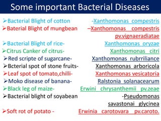 Some important Bacterial Diseases
Bacterial Blight of cotton -Xanthomonas compestris
Baterial Blight of mungbean –Xanthomonas compestris
pv.vignaeradiatae
Bacterial Blight of rice- Xanthomonas oryzae
Citrus Canker of citrus- Xanthomonas citri
Red scripte of sugarcane- Xanthomonas rubrriliance
Bcterial spot of stone fruits- Xanthomonas arboricola
Leaf spot of tomato,chilli- Xanthomonas vesicatoria
Moko disease of banana- Ralstonia solanacearum
Black leg of maize- Erwini chrysanthemii pv.zeae
Bacterial blight of soyabean -Pseudomonas
savastonai glycinea
Soft rot of potato - Erwinia carotovara pv.caroto.
 