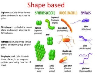 Diplococci: Cells divide in one
plane and remain attached in
pairs.
Streptococci: cells divide in one
plane and remain attached to
form chains.
Tetracocci: : Cells divide in two
planes and form group of four
cells.
Staphylococci: cells divide in
three planes, in an irregular
pattern, producing bunches of
cocci.
Shape based
 
