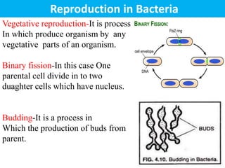 Vegetative reproduction-It is process
In which produce organism by any
vegetative parts of an organism.
Binary fission-In this case One
parental cell divide in to two
duaghter cells which have nucleus.
Budding-It is a process in
Which the production of buds from
parent.
Reproduction in Bacteria
 
