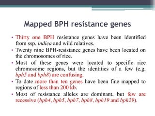 Bph In Rice Breeding for Brown Plant Hopper (BPH) resistance in Rice. | PPTX