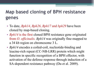 Bph In Rice Breeding for Brown Plant Hopper (BPH) resistance in Rice. | PPTX