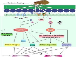 Bph In Rice Breeding for Brown Plant Hopper (BPH) resistance in Rice. | PPTX