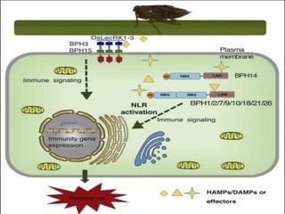 Breeding for Brown Plant Hopper (BPH) resistance in Rice. | PPTX