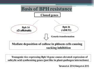 Officinalis Rice Breeding for Brown Plant Hopper (BPH) resistance in Rice. | PPTX