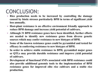 Breeding for Brown Plant Hopper (BPH) resistance in Rice. | PPTX