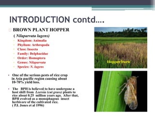 Bph In Rice Breeding for Brown Plant Hopper (BPH) resistance in Rice. | PPTX