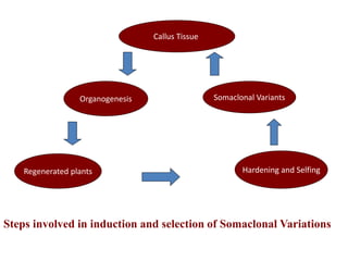 Callus Tissue
Organogenesis
Regenerated plants Hardening and Selfing
Somaclonal Variants
Steps involved in induction and selection of Somaclonal Variations
 