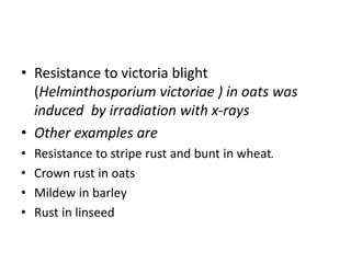 • Resistance to victoria blight
(Helminthosporium victoriae ) in oats was
induced by irradiation with x-rays
• Other examples are
• Resistance to stripe rust and bunt in wheat.
• Crown rust in oats
• Mildew in barley
• Rust in linseed
 
