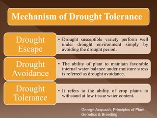 Breeding for drought tolerance in cotton | PPTX