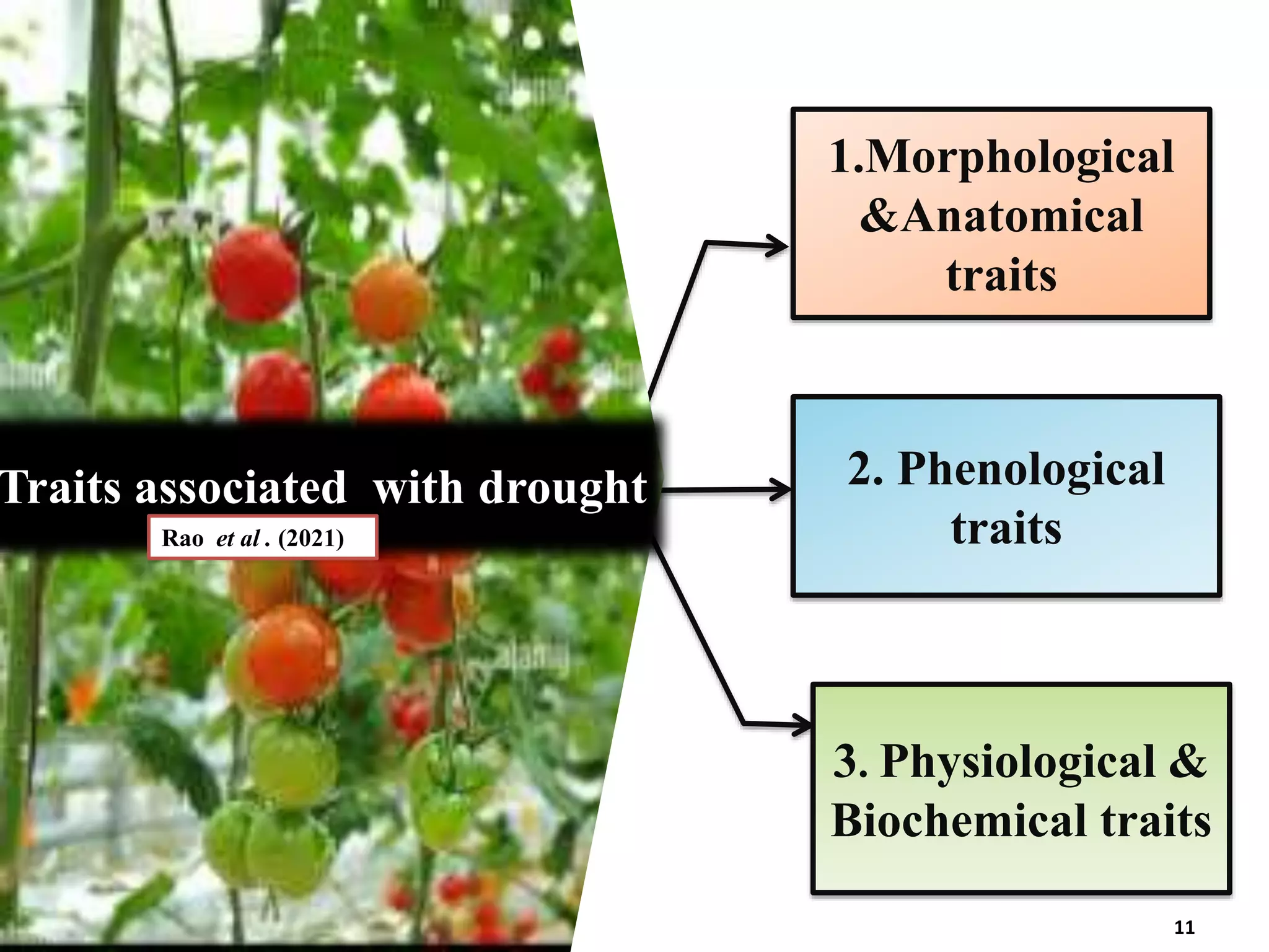 BREEDING FOR DROUGHT TOLERANCE IN TOMATO.pptx