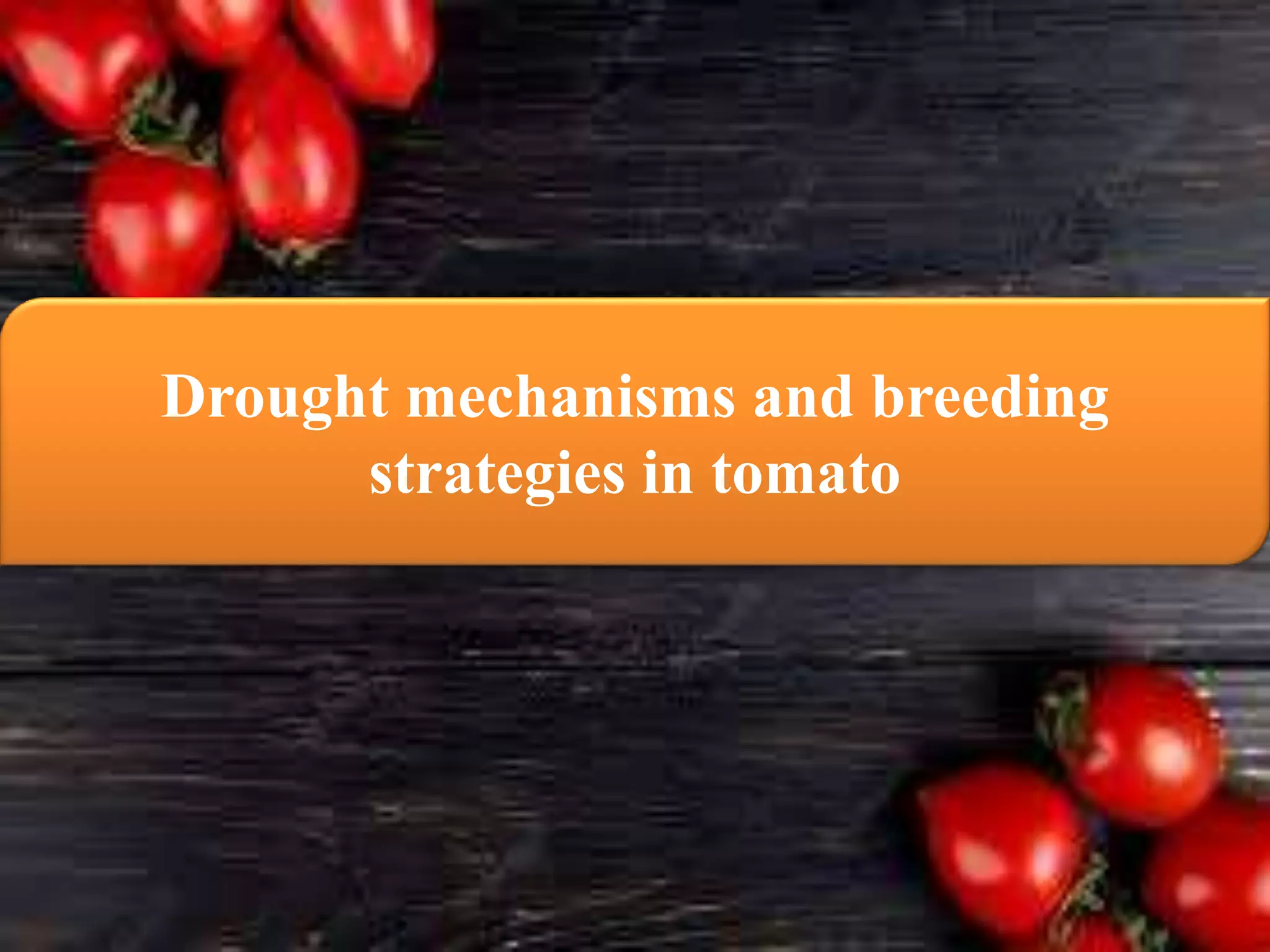 BREEDING FOR DROUGHT TOLERANCE IN TOMATO.pptx