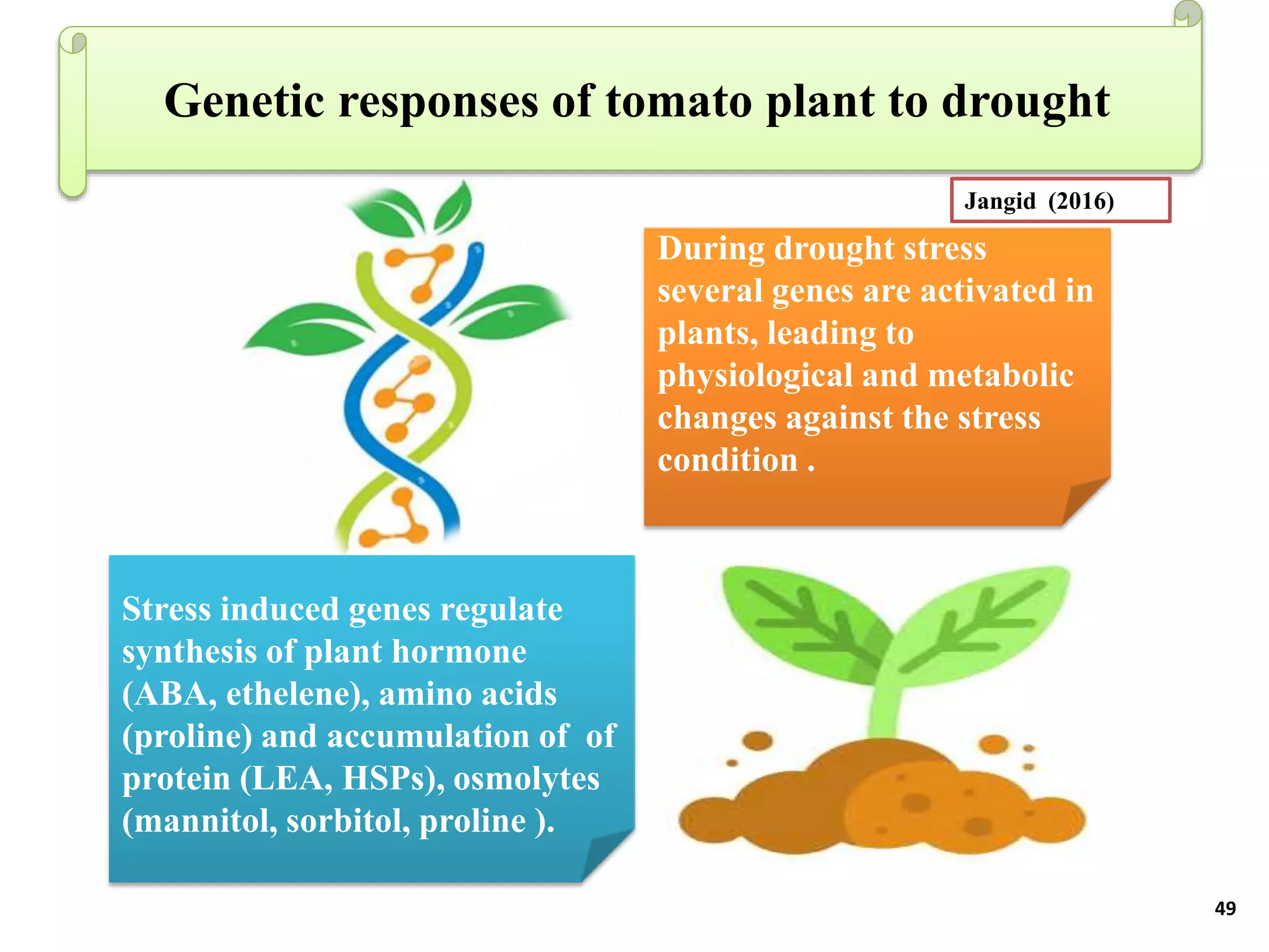 BREEDING FOR DROUGHT TOLERANCE IN TOMATO.pptx