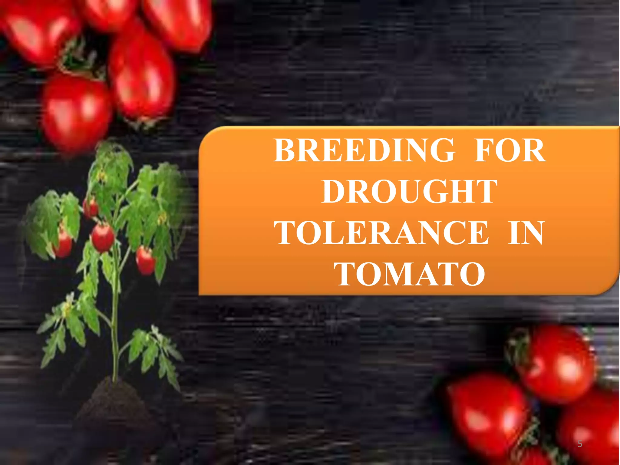 BREEDING FOR DROUGHT TOLERANCE IN TOMATO.pptx