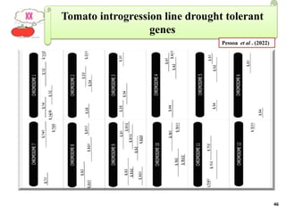 BREEDING FOR DROUGHT TOLERANCE IN TOMATO.pptx