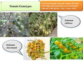 BREEDING FOR DROUGHT TOLERANCE IN TOMATO.pptx