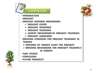 BREEDING FOR DROUGHT TOLERANCE IN TOMATO.pptx
