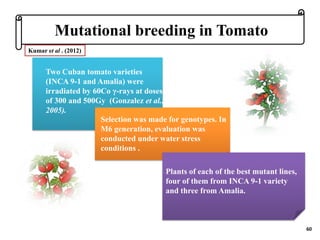BREEDING FOR DROUGHT TOLERANCE IN TOMATO.pptx