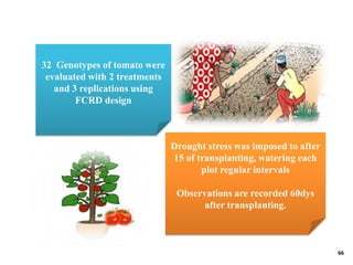 BREEDING FOR DROUGHT TOLERANCE IN TOMATO.pptx