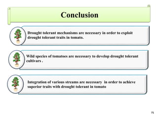 BREEDING FOR DROUGHT TOLERANCE IN TOMATO.pptx