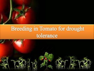 BREEDING FOR DROUGHT TOLERANCE IN TOMATO.pptx