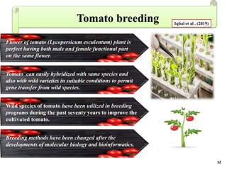 BREEDING FOR DROUGHT TOLERANCE IN TOMATO.pptx