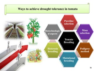 BREEDING FOR DROUGHT TOLERANCE IN TOMATO.pptx