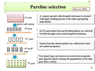 BREEDING FOR DROUGHT TOLERANCE IN TOMATO.pptx