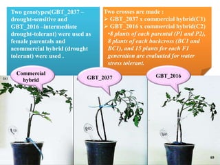BREEDING FOR DROUGHT TOLERANCE IN TOMATO.pptx