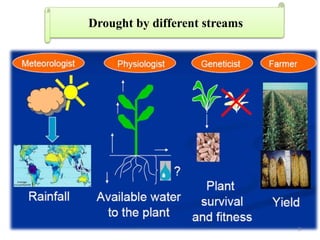 BREEDING FOR DROUGHT TOLERANCE IN TOMATO.pptx