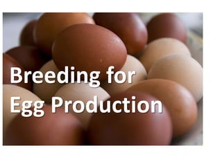 Breeding for egg and meat
production
1.Breeding for egg production
Breeding for
Egg Production
 