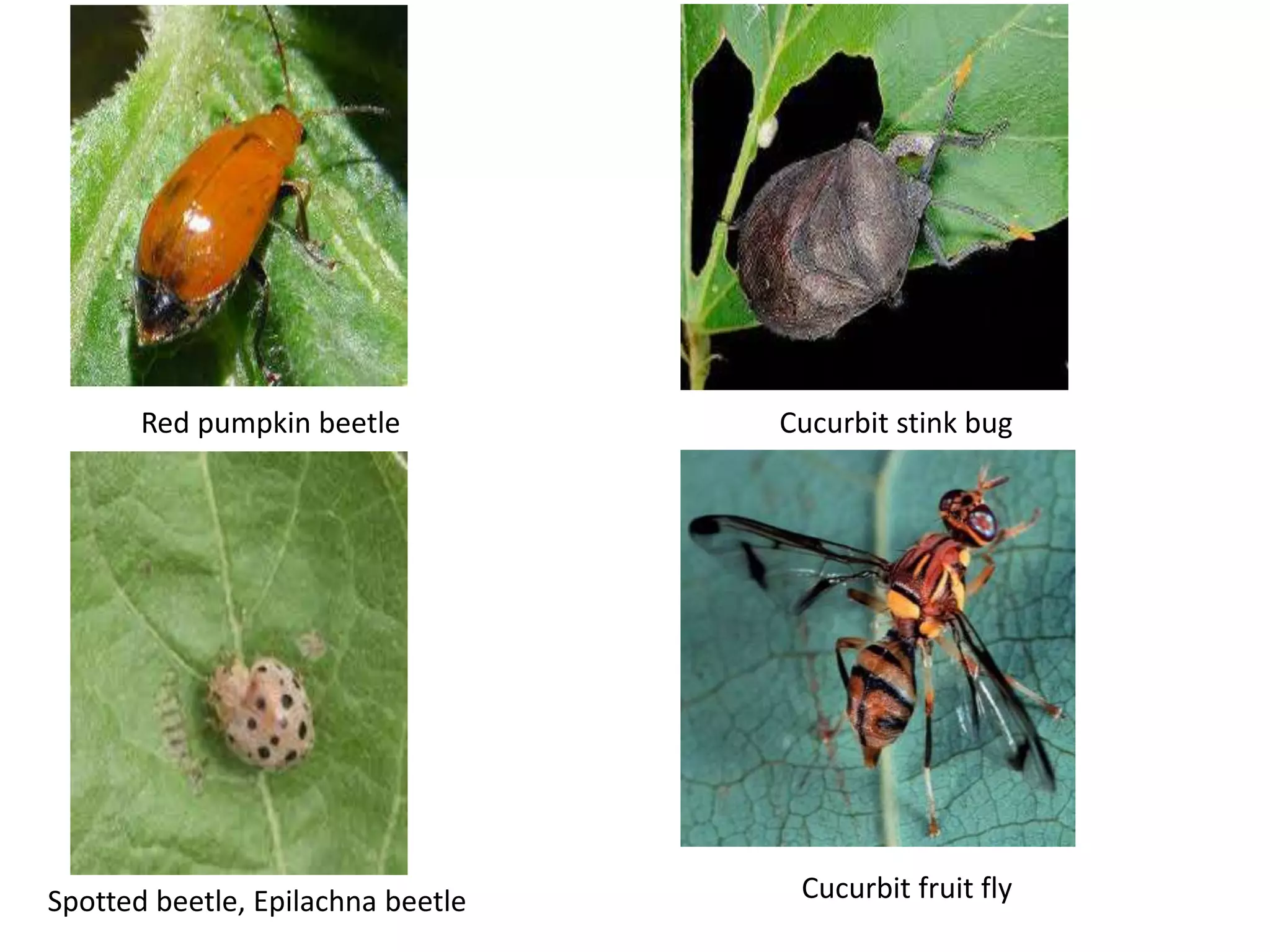 Breeding for insect resisistance in cucurbits | PPTX
