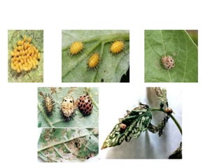Breeding for insect resisistance in cucurbits | PPTX