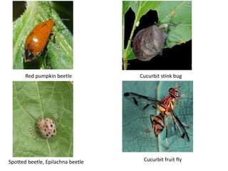 Cucurbit Insects Breeding for insect resisistance in cucurbits | PPTX
