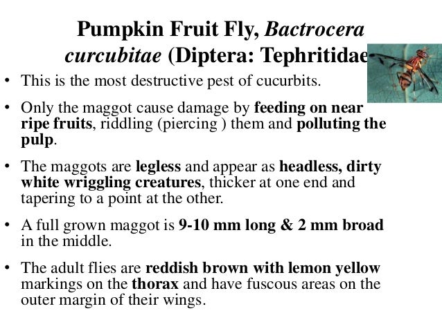 Fruit Flies Infonet Biovision Home